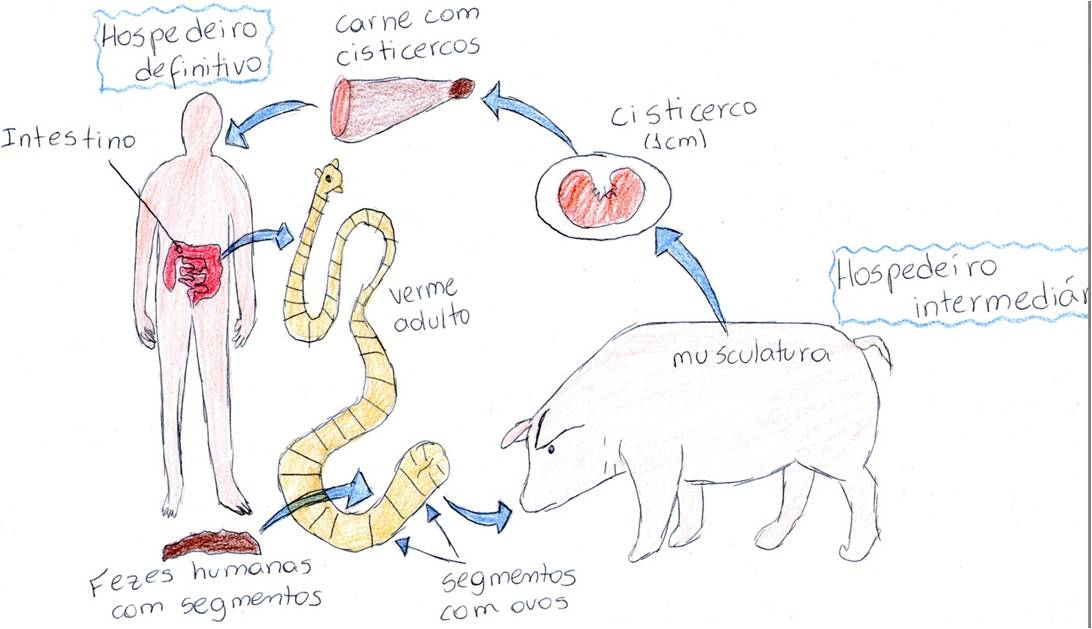 ciclo de vida do teniase